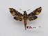  ( - BC-Mel3668)  @11 [ ] Copyright (2019) Sphingidae Museum-Czech republic Ekologicke centrum Orlov o.p.s.