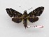  ( - BC-Mel3670)  @11 [ ] Copyright (2019) Sphingidae Museum-Czech republic Ekologicke centrum Orlov o.p.s.