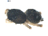  ( - BIOUG00627-D03)  @12 [ ] CC-0  G. Blagoev 2010 Unspecified