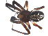 ( - BIOUG00627-E06)  @14 [ ] CC-0  G. Blagoev 2010 Unspecified
