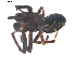  ( - BIOUG00627-F11)  @13 [ ] CC-0  G. Blagoev 2010 Unspecified