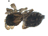  ( - BIOUG00628-H09)  @12 [ ] CC-0  G. Blagoev 2010 Unspecified
