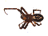  ( - BIOUG00629-A01)  @13 [ ] CC-0  G. Blagoev 2010 Unspecified