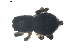  ( - BIOUG00629-E01)  @12 [ ] CC-0  G. Blagoev 2010 Unspecified