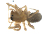  ( - BIOUG00632-A03)  @12 [ ] CC-0  G. Blagoev 2010 Unspecified