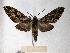  ( - BC-EMEM0318)  @14 [ ] Copyright (2010) Unspecified Research Collection of Ulf Eitschberger