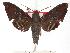  (Pachygonidia odile - BC-EMEM1034)  @14 [ ] Copyright (2010) Unspecified Research Collection of Ulf Eitschberger