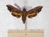  ( - BC-EMEM1057)  @12 [ ] Copyright (2010) Unspecified Research Collection of Ulf Eitschberger