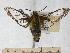  (Hemaris sp - BC-EMEM1102)  @14 [ ] Copyright (2010) Unspecified Research Collection of Ulf Eitschberger