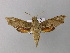  ( - BC ZSM Lep 05812)  @13 [ ] CreativeCommons - Attribution Non-Commercial Share-Alike (2010) Unspecified SNSB, Zoologische Staatssammlung Muenchen