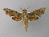  (Eupanacra splendens - BC ZSM Lep 05813)  @15 [ ] CreativeCommons - Attribution Non-Commercial Share-Alike (2010) Unspecified SNSB, Zoologische Staatssammlung Muenchen