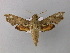  ( - BC ZSM Lep 05814)  @13 [ ] CreativeCommons - Attribution Non-Commercial Share-Alike (2010) Unspecified SNSB, Zoologische Staatssammlung Muenchen