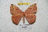  ( - BC-RBP 5753)  @13 [ ] Copyright (2010) Ron Brechlin Research Collection of Ron Brechlin