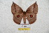  ( - BC-RBP 5767)  @13 [ ] Copyright (2010) Ron Brechlin Research Collection of Ron Brechlin