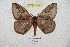  ( - BC-RBP 5938)  @12 [ ] Copyright (2010) Ron Brechlin Research Collection of Ron Brechlin