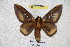 ( - BC-RBP 3701)  @11 [ ] Copyright (2010) Ron Brechlin Research Collection of Ron Brechlin