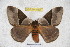  ( - BC-RBP 3782)  @11 [ ] Copyright (2010) Ron Brechlin Research Collection of Ron Brechlin