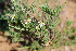  (Phymaspermum parvifolium - Magee203)  @11 [ ] CreativeCommons - Attribution Non-Commercial Share-Alike (2012) Anthony Magee South African National Biodiversity Institute