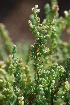  (Eriocephalus ericoides - Magee204)  @11 [ ] CreativeCommons - Attribution Non-Commercial Share-Alike (2012) Anthony Magee South African National Biodiversity Institute