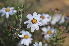  ( - Magee369)  @11 [ ] CreativeCommons - Attribution Non-Commercial Share-Alike (2012) Anthony Magee South African National Biodiversity Institute