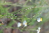 ( - Magee372)  @11 [ ] CreativeCommons - Attribution Non-Commercial Share-Alike (2012) Anthony Magee South African National Biodiversity Institute