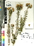  (Phymaspermum athanasioides - Magee394)  @11 [ ] CreativeCommons - Attribution Non-Commercial Share-Alike (2012) Anthony Magee South African National Biodiversity Institute