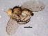  (Liriomyza - BIOUG03497-B12)  @15 [ ] CreativeCommons - Attribution (2014) CBG Photography Group Centre for Biodiversity Genomics
