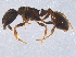  (Leptothorax retractus - BIOUG03655-H04)  @13 [ ] CreativeCommons - Attribution (2014) CBG Photography Group Centre for Biodiversity Genomics