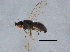  ( - BIOUG03778-F03)  @13 [ ] CreativeCommons - Attribution (2014) CBG Photography Group Centre for Biodiversity Genomics