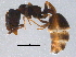  ( - BIOUG03779-A11)  @13 [ ] CreativeCommons - Attribution (2014) CBG Photography Group Centre for Biodiversity Genomics