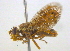  (Paracantha - BIOUG03857-C11)  @13 [ ] CreativeCommons - Attribution (2012) CBG Photography Group Centre for Biodiversity Genomics