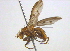  ( - BIOUG03858-A01)  @12 [ ] CreativeCommons - Attribution (2012) CBG Photography Group Centre for Biodiversity Genomics