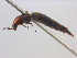  ( - BIOUG04122-B08)  @12 [ ] CreativeCommons - Attribution (2012) CBG Photography Group Centre for Biodiversity Genomics