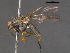  ( - BIOUG03527-C02)  @13 [ ] CreativeCommons - Attribution (2012) CBG Photography Group Centre for Biodiversity Genomics