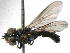  ( - BIOUG03702-B12)  @13 [ ] CreativeCommons - Attribution (2012) CBG Photography Group Centre for Biodiversity Genomics