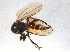  ( - BIOUG03816-B04)  @12 [ ] CreativeCommons - Attribution (2013) CBG Photography Group Centre for Biodiversity Genomics