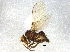  ( - BIOUG03856-G03)  @12 [ ] CreativeCommons - Attribution (2013) CBG Photography Group Centre for Biodiversity Genomics