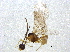  ( - BIOUG03860-F07)  @12 [ ] CreativeCommons - Attribution (2013) CBG Photography Group Centre for Biodiversity Genomics