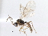  (Trioxini - BIOUG03860-E10)  @15 [ ] CreativeCommons - Attribution (2014) CBG Photography Group Centre for Biodiversity Genomics
