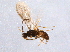  ( - BIOUG03860-H06)  @13 [ ] CreativeCommons - Attribution (2014) CBG Photography Group Centre for Biodiversity Genomics