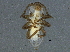  ( - BIOUG03941-C02)  @12 [ ] CreativeCommons - Attribution (2013) CBG Photography Group Centre for Biodiversity Genomics