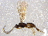 ( - BIOUG03984-A04)  @13 [ ] CreativeCommons - Attribution (2013) CBG Photography Group Centre for Biodiversity Genomics