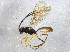  ( - BIOUG03984-F12)  @13 [ ] CreativeCommons - Attribution (2013) CBG Photography Group Centre for Biodiversity Genomics