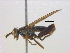  ( - BIOUG04173-E04)  @13 [ ] CreativeCommons - Attribution (2012) CBG Photography Group Centre for Biodiversity Genomics