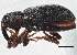  (Dorytomus mannerheimi - BIOUG03942-C11)  @13 [ ] CreativeCommons - Attribution (2014) CBG Photography Group Centre for Biodiversity Genomics