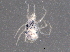  (Tarsolarkus - BIOUG04064-H09)  @13 [ ] CreativeCommons - Attribution (2013) CBG Photography Group Centre for Biodiversity Genomics