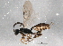  (Compsophorus - BIOUG04127-E10)  @14 [ ] CreativeCommons - Attribution (2013) CBG Photography Group Centre for Biodiversity Genomics