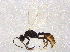  ( - BIOUG04171-B11)  @12 [ ] CreativeCommons - Attribution (2014) CBG Photography Group Centre for Biodiversity Genomics