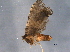  ( - BIOUG04201-C08)  @12 [ ] CreativeCommons - Attribution (2014) CBG Photography Group Centre for Biodiversity Genomics