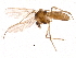  ( - BIOUG04203-A01)  @13 [ ] CreativeCommons - Attribution (2014) CBG Photography Group Centre for Biodiversity Genomics